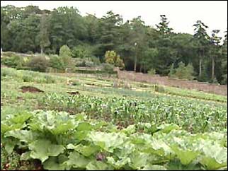 Vegetable patch