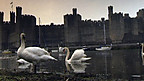 Edward 1 at Caernarfon
