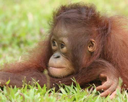Orang-utan