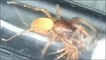 Aranhas em acasalamento