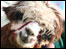Thame Show 2008