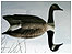 previous picture