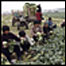 Agricultores na China. Foto: AP