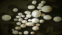 Freshwater Pearls