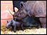 Sita and calf (Jason Knight)