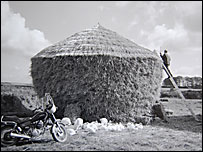 Bill Hammond thatching