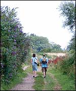 Picture: Walkers passing a bank of buddleia