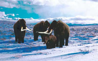 Mammoths