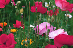 Image: Wildflowers