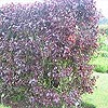 Prunus cerasifera