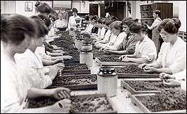 Rowntrees employees sorting blackcurrants