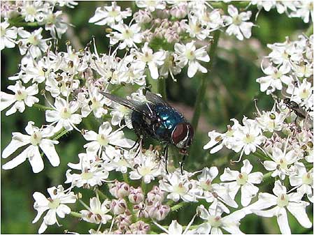 Flower and bug