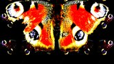 Butterflies Butterflies