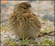 A twite