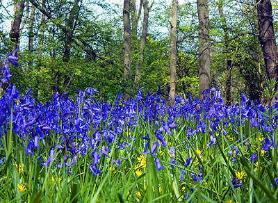 Bluebell woods