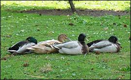 Four ducks