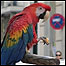 Arara em Patras