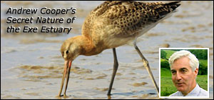A bar-tailed godwit still in summer breeding plumage – one of the highlights of the Exe estuary in August. Inset - Andrew Cooper.