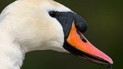 Swan