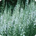 Epilobium angustifolium  var. album