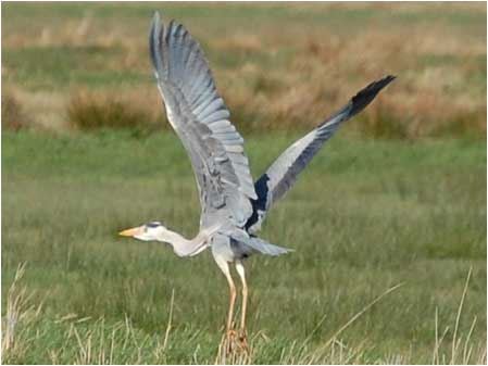 Heron