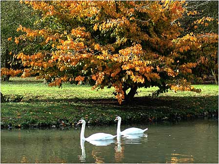 Swan lake