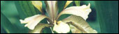 Stinking Iris