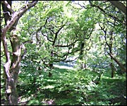Dendles Wood (DNPA)