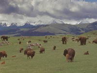 The even climate made perfect conditions for a wealth of plains animals