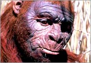 Paranthropus boisei