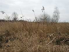 Somerset Levels
