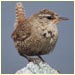a wren.