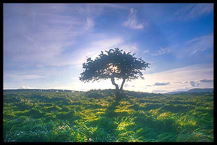 Fairy tree on Annaghmore Road, near Castledawson