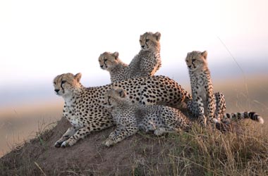 Honey the cheetah with her four cubs Honey the cheetah with 4 cubs