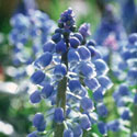 Muscari armeniacum, Grape hyacinth