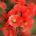 Chaenomeles, Flowering quince