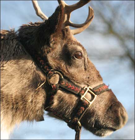 Reindeer at West Midlands Safari Park near Bewdley