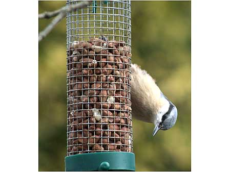 Nuthatch