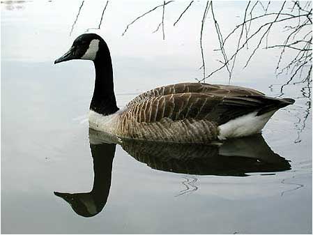 Goose
