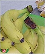Picture: bananas