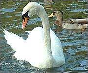 A swan