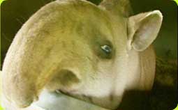 tapir