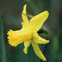 Narcissus, Daffodil