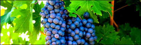 Grapevines