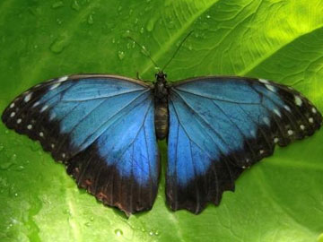 Morpho, copyright istockphoto.com, Manon Ray.