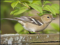 Female chaffinch (David Kjaer, RSPB)