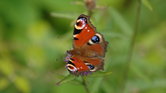 peacock butterfly... peacock butterfly...