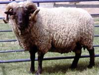 sheep.