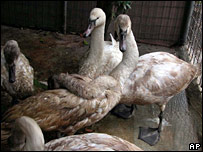 Kuğular