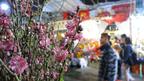 香港維多利亞公園年宵花市上的桃花（4/2/2013）